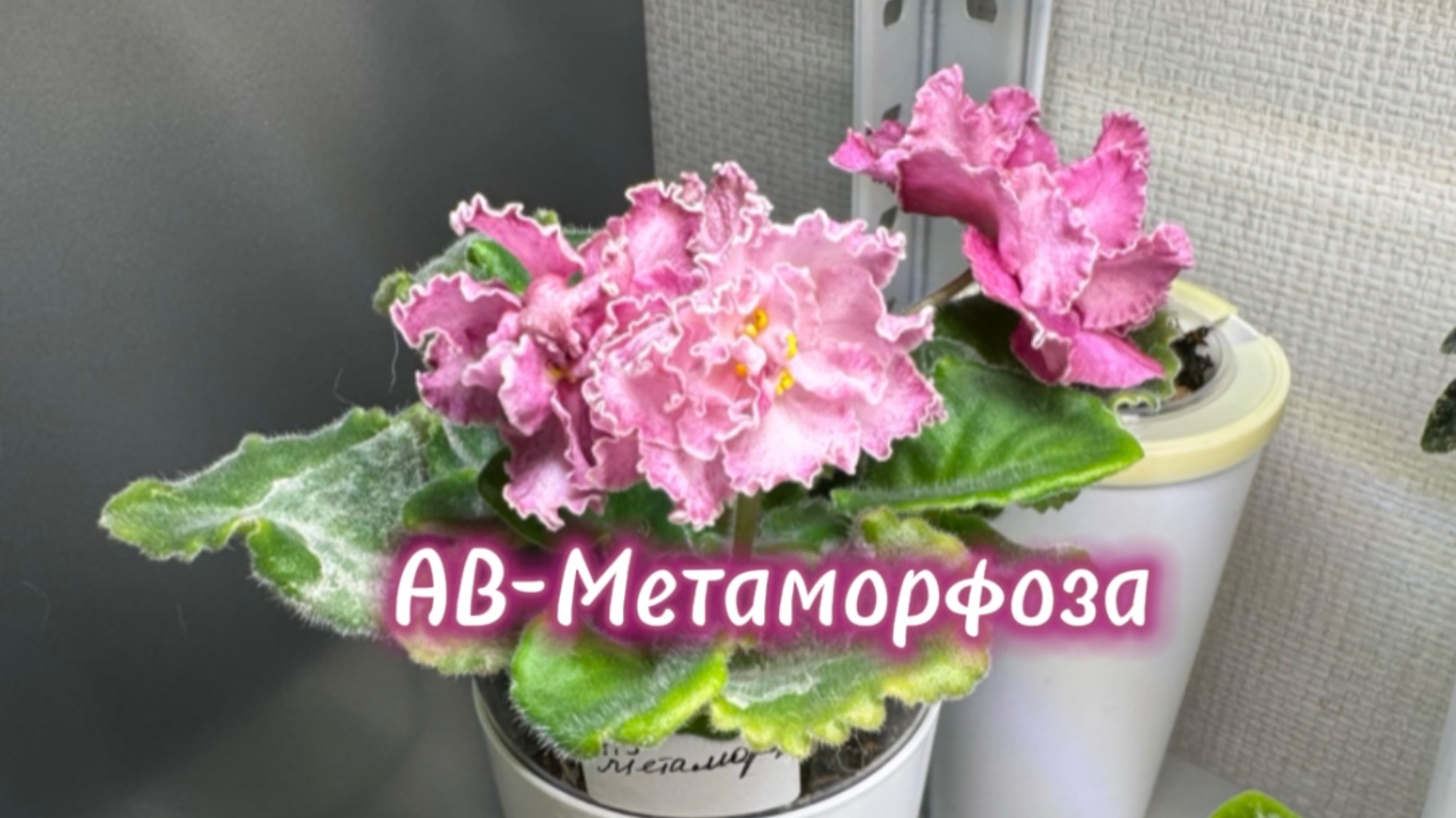 АВ-Метаморфоза или по следам недавних выпусков