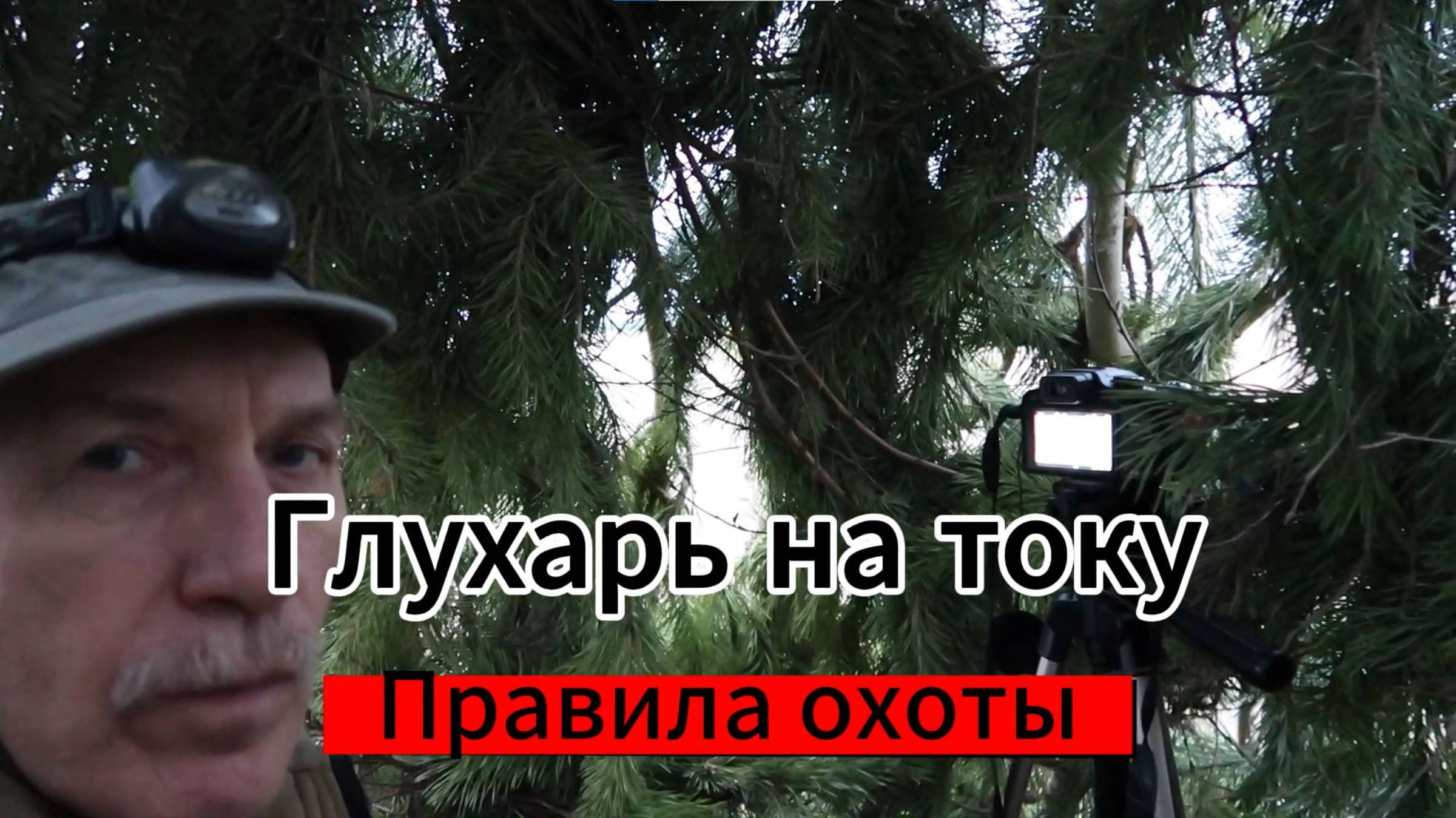 Глухарь на току. Правила охоты