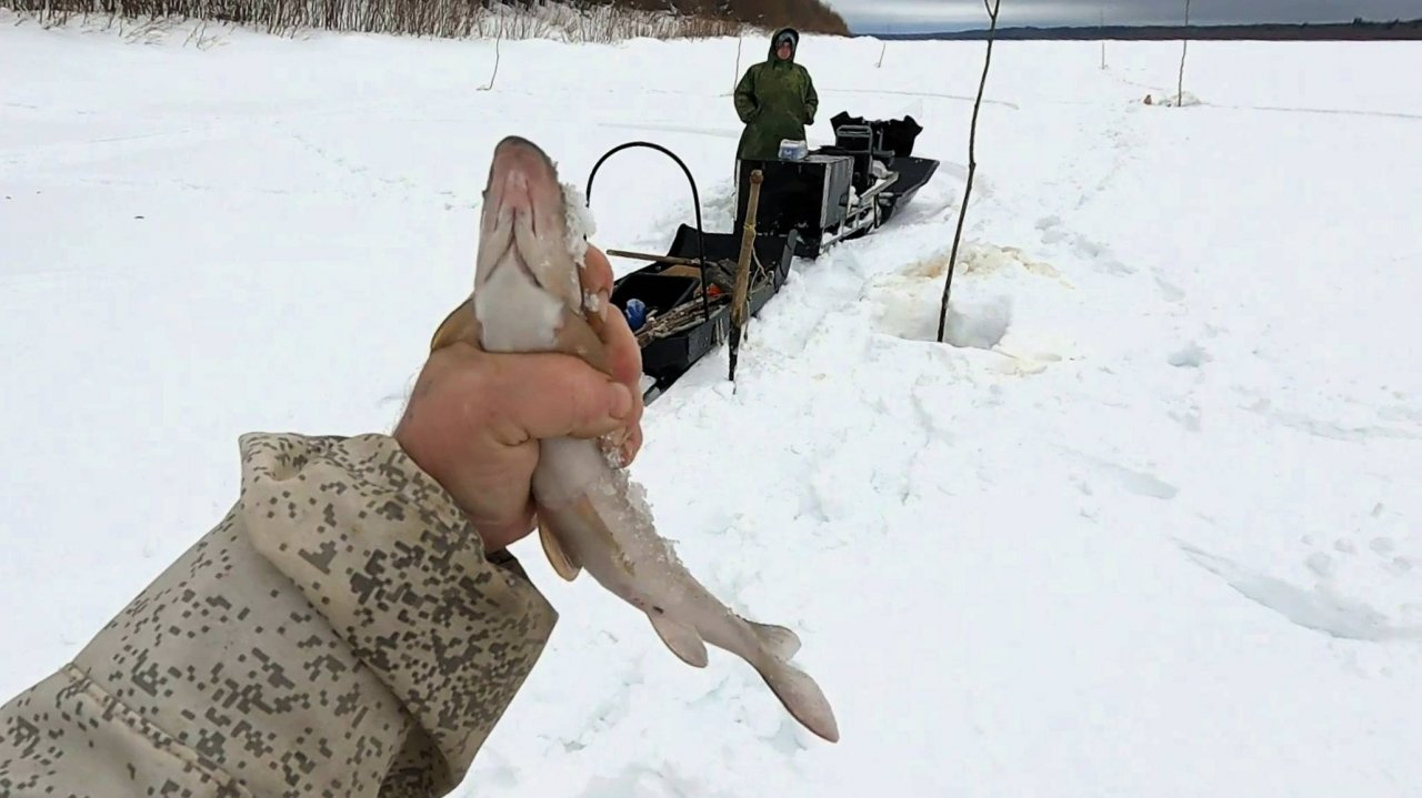 Открываем весенний сезон подлёдного лова на Печоре