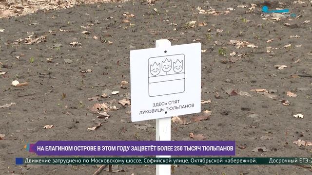 Фестиваль тюльпанов 2025