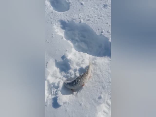 А м у р с к и й - Язь.🐬