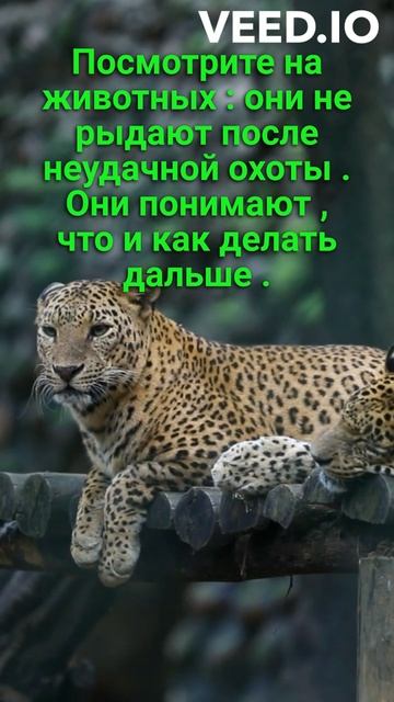 Никогда не сдавайся !