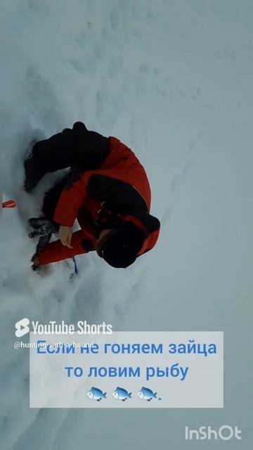Если не гоняем зайца то ловим рыбу 🐟 🐟 🐟. #рыбалка #fishing #щука#охотасгончей#топ #hunting #tro