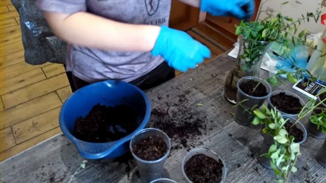 Бересклет ФОРЧУНА..ЧЕРЕНКОВАНИЕ..ОТДЕЛЕНИЕ ПОБЕГОВ..