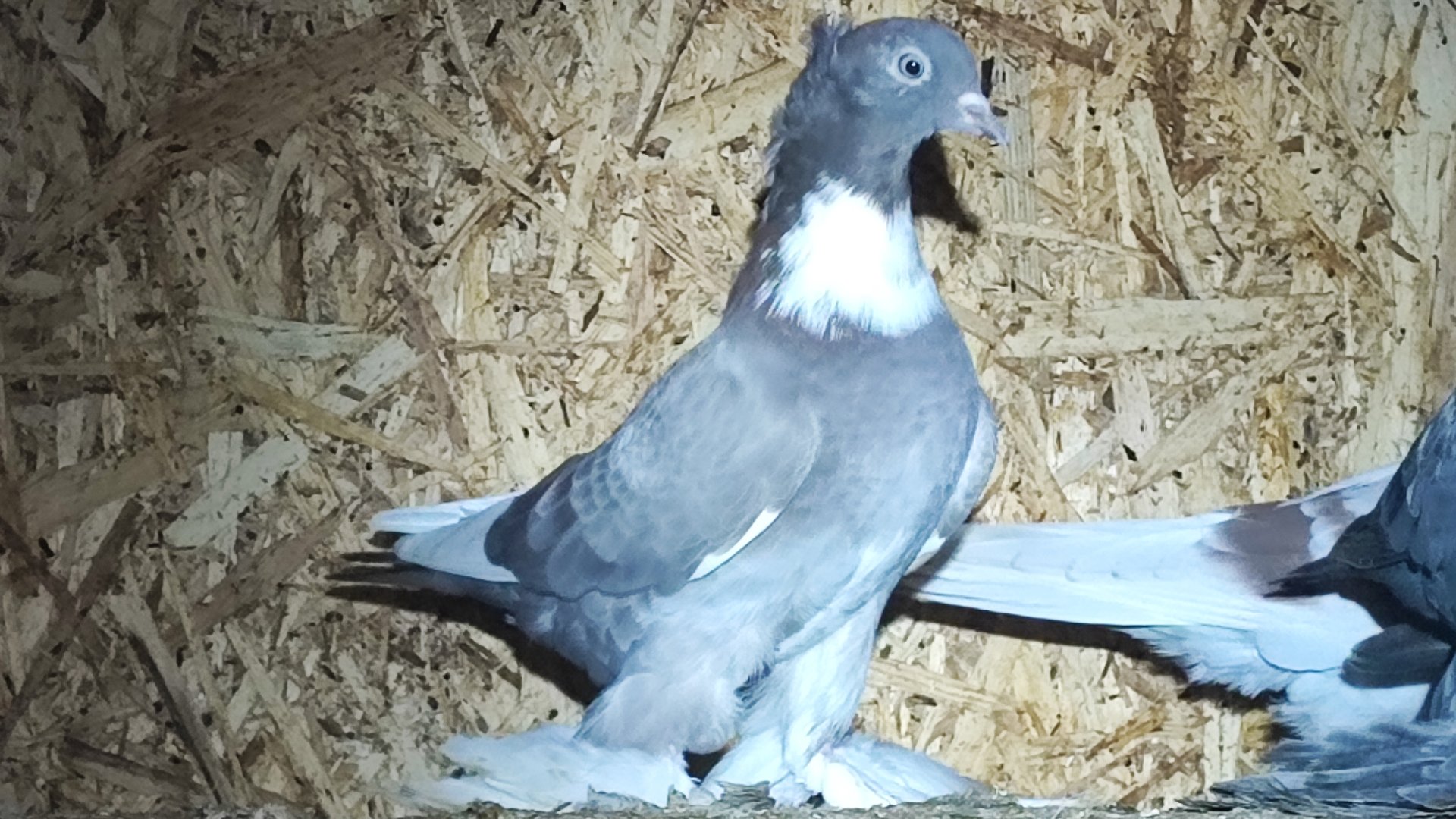 Агасиевские голуби 22.03.2025г.