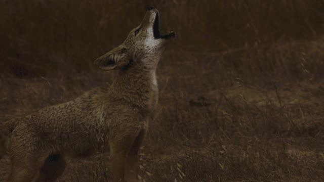 Животные. Природа. 1 час звука койотов в дикой природе