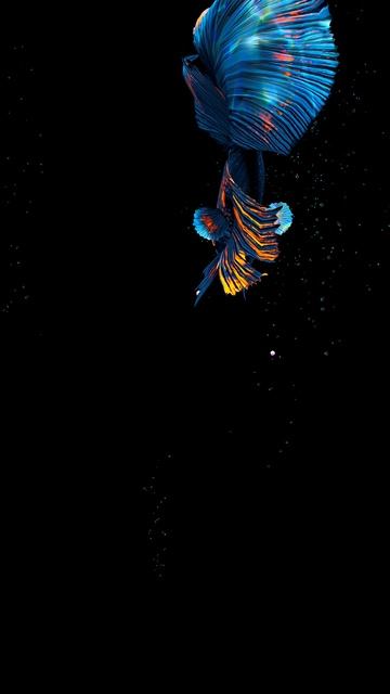 Рыбка 🔘🔵🔴 🅰🅽🅳🆁🅾🅸🅳🅿🅻🆄🆂👹