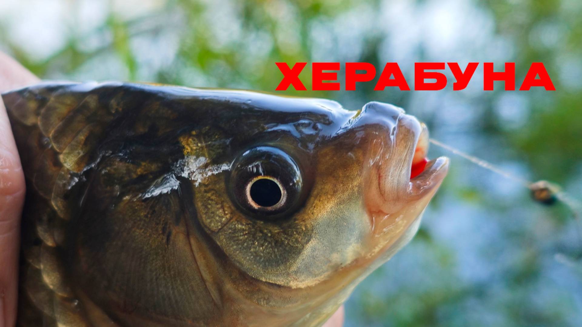 Ленивый КАРАСЬ НЕ смог устоять! Ставим РЫБУ на ТОЧКУ!