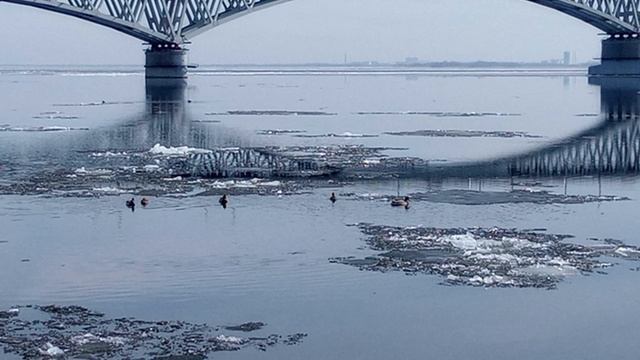 Утки на Волге!!!)