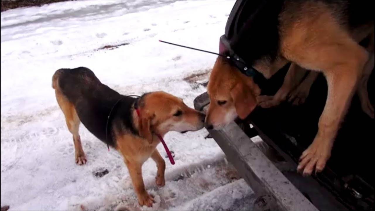 Нагонка щенков. РГ ч.Говоруша , Майя и Аргончик 9 мес. вл. Шатров В.А.#охотасгончей#huntingjajan