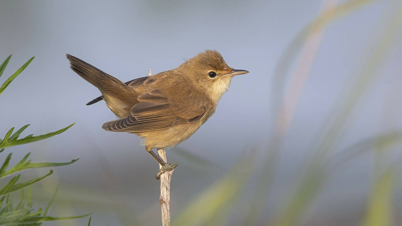 Уникальная песня болотной камышевки. Acrocephalus palustris