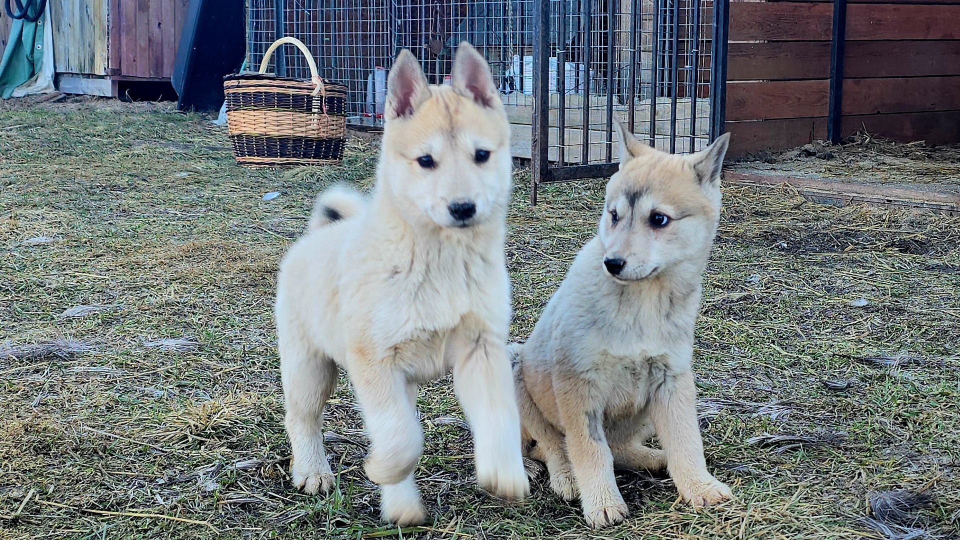 Покой мне только снится