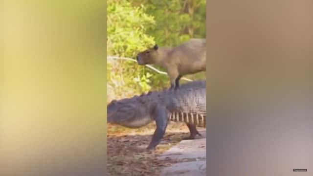 Пушистые смешавки.15