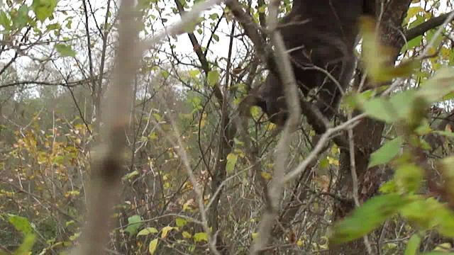 Пантер-Сеня