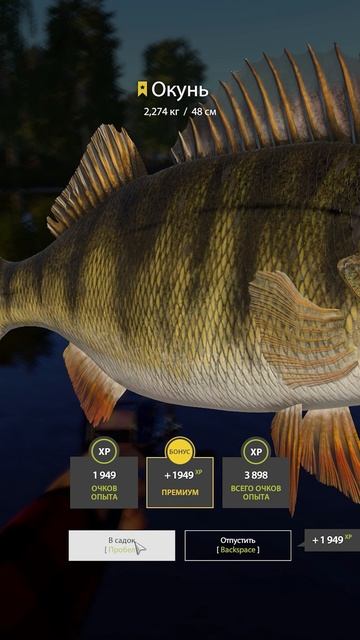 RF4 ОЧЕРЕДНЫЕ ТРИ ТРОФЕЯ СТАРЫЙ ОСТРОГ #рр4