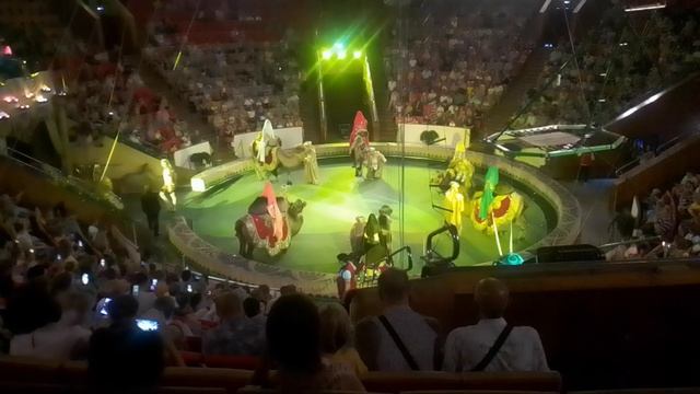 Выступление с верблюдами