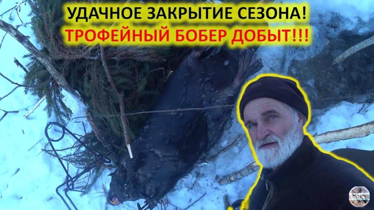Удачное закрытие сезона. Бобры продолжают попадаться.Зимняя охота на бобра с капканами