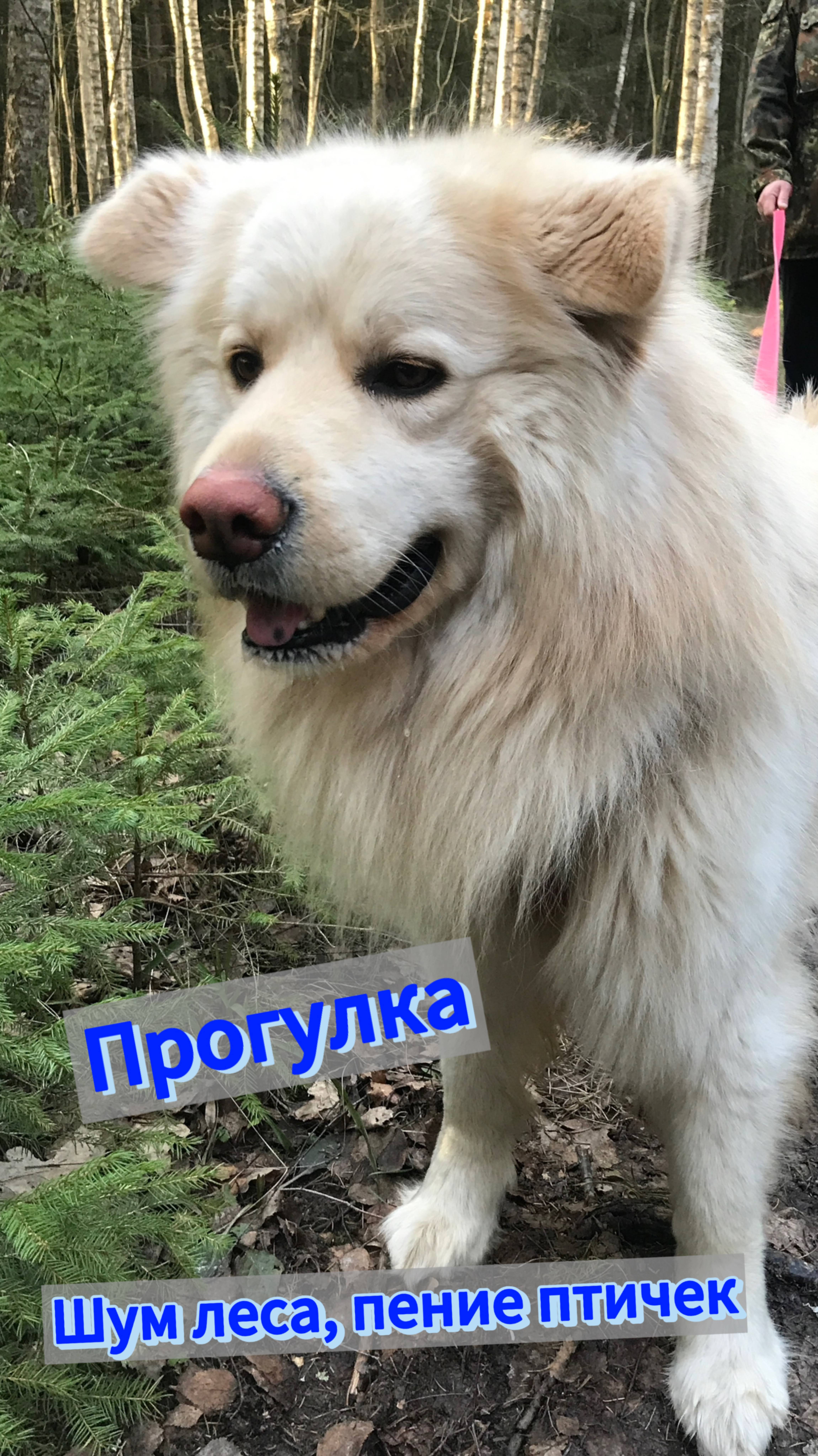 Прогулка с Ричем, пение птиц, шум леса.