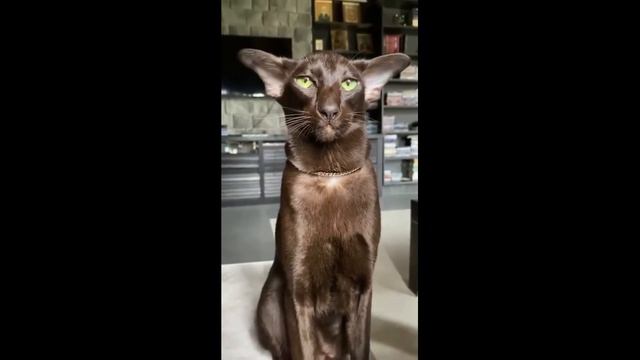 Пушистые смешавки.16