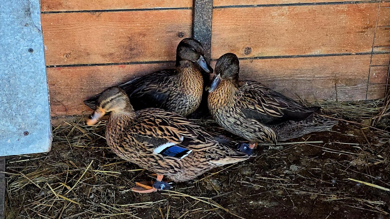 Оснастка подсадных уток