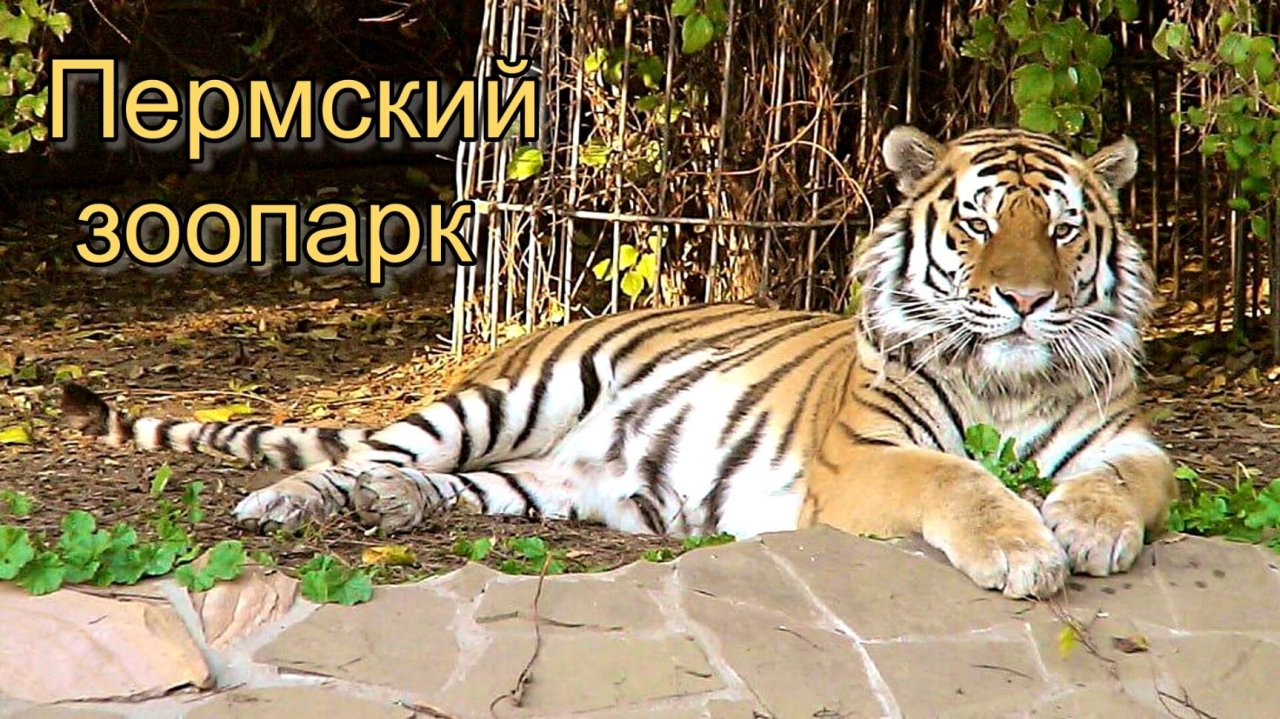 Пермский зоопарк.