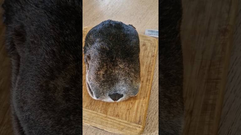 Пробуем нос лося (тайах муруна биитэр боллоруҥ)! 23.03.2025 г.! #якутск #охота #yakutsk