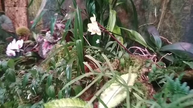 Орхидеи в зоопарке!