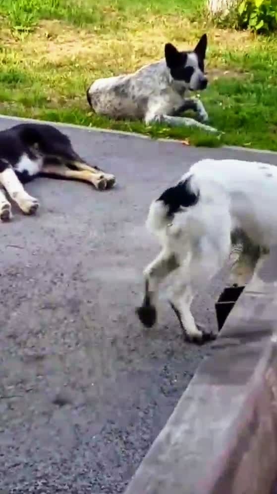 Преданные, но добрые душой! Все собаки, брошенные,  породистые! Архив 2021г. Читайте в описании.