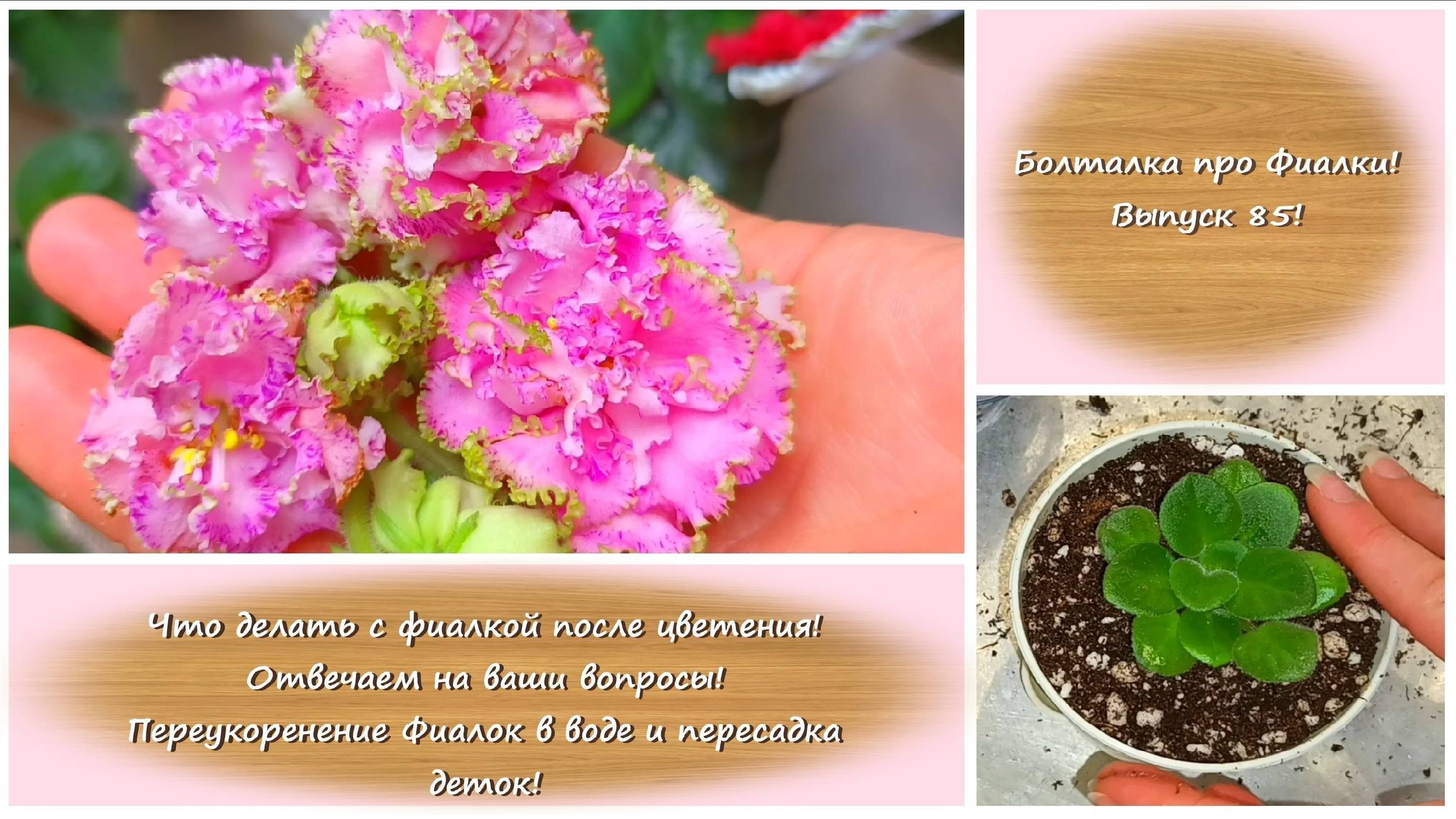 Болталка про Фиалки! Выпуск 85! Что делать с фиалкой после цветения! Отвечает на ваши вопросы!