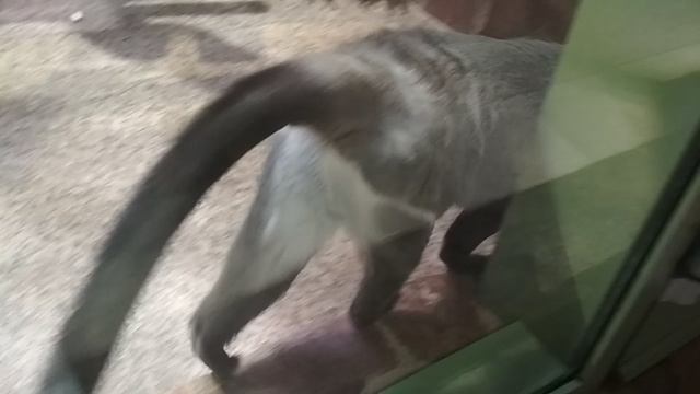 Просто обезьянка!