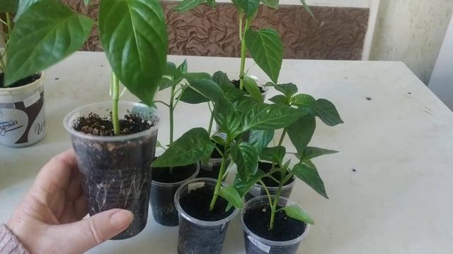 Секреты ухода за рассадой перца после пикировки.