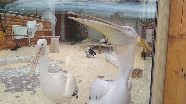 Белые пеликаны и Венценосные журавли!