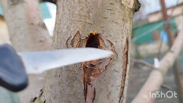 Что за отверстие в стволе?