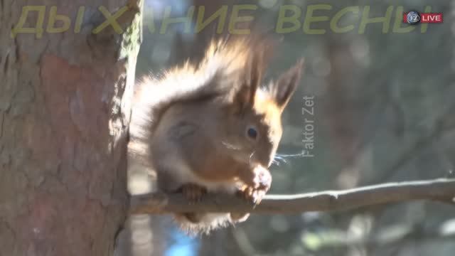 ВОРОБЕЙ - НАСТОЯЩИЙ МУЖИЧОК