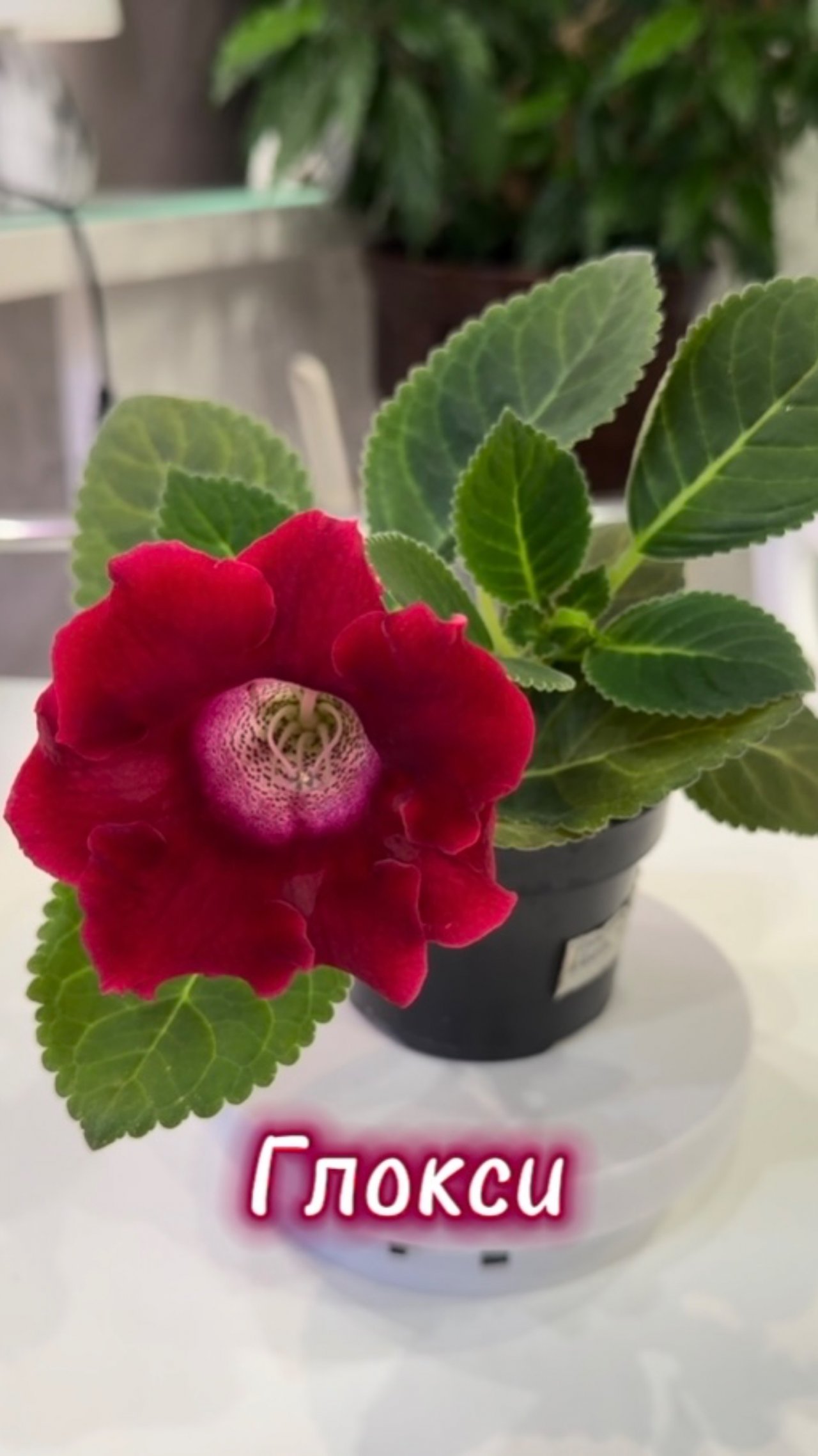 Глоксинии проснулись рано.. и не выспались