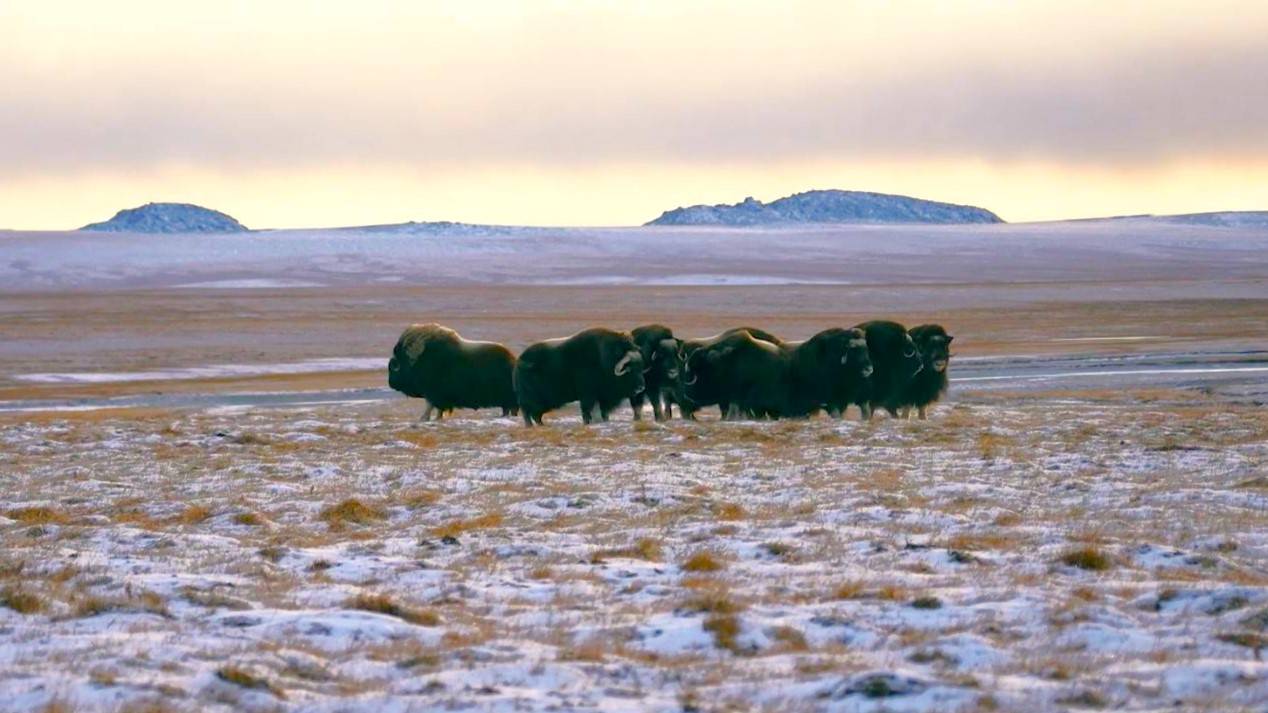 Российский Суперкубок. Овцебык