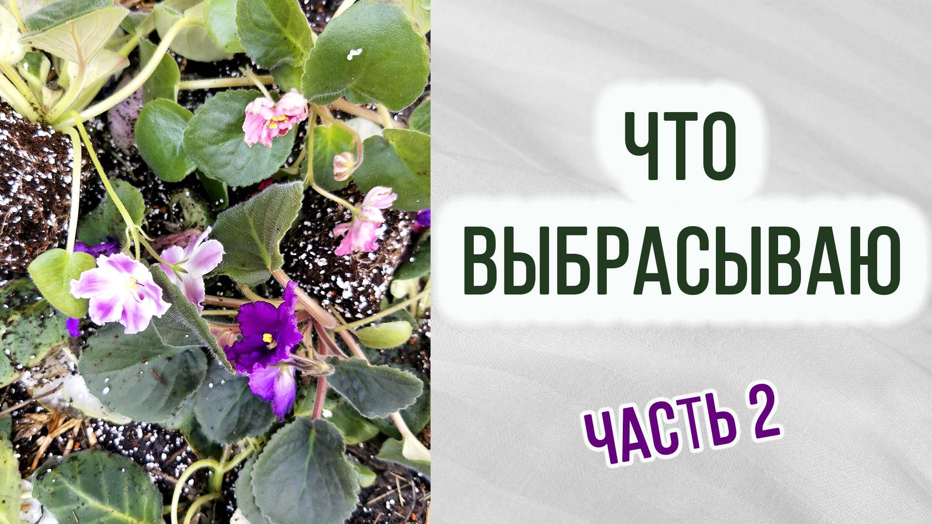 Что я выбрасываю? Какие цветы  выбрасываю. Брак. Фиалки. Глоксинии. Стрептокарпусы. Часть 2.