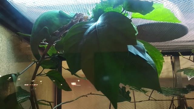 Зелёные хамелеончики!