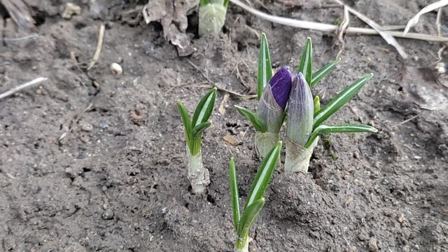 МОИ Крокусы !!! Дождался !!!