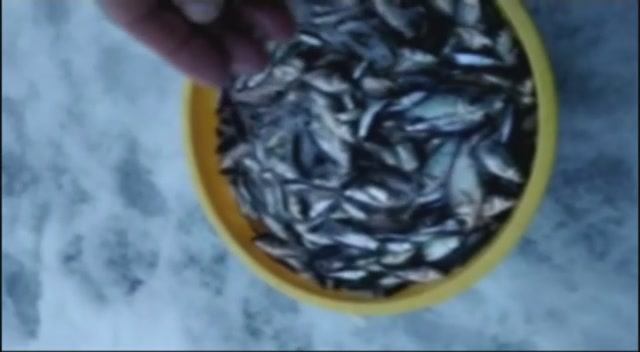 РЫБАКИ Ловили рыбу