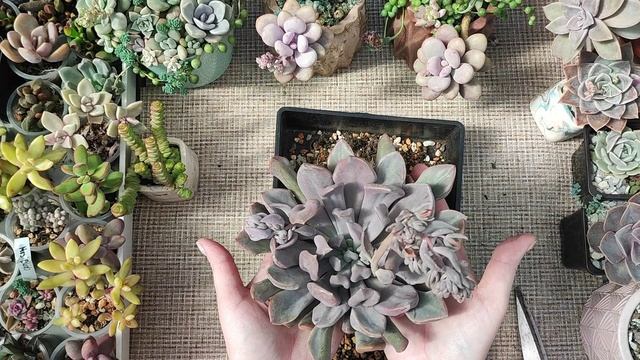 Пересадка гигантской граптоверии Купид