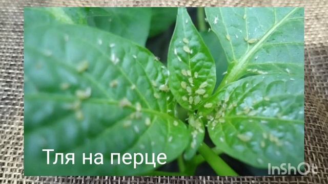 Почему на листьях перца пупырышки? Оэдема на перце