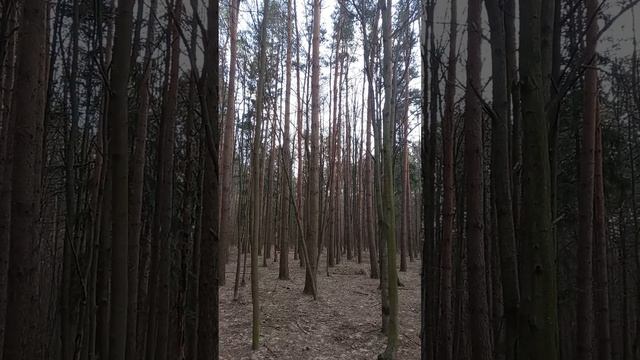 ЛЕС  в городе