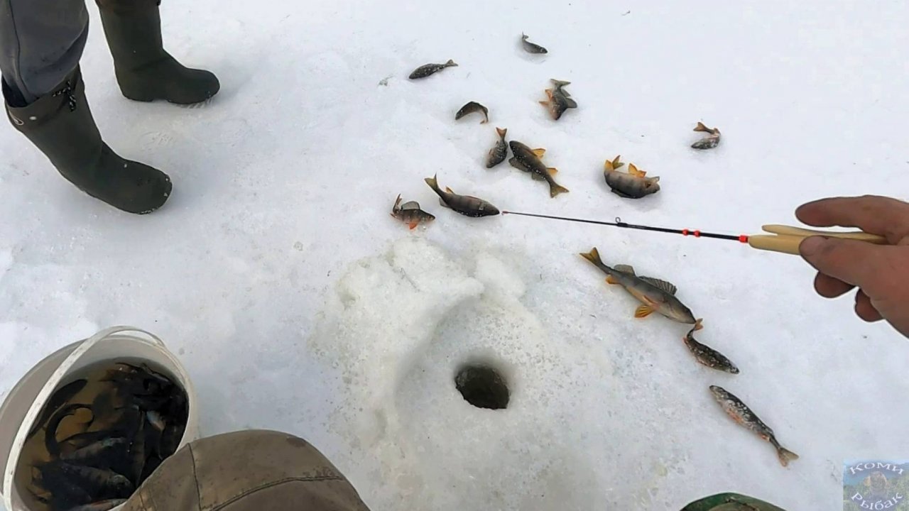 На реке на озере \ Окунь как из бочки