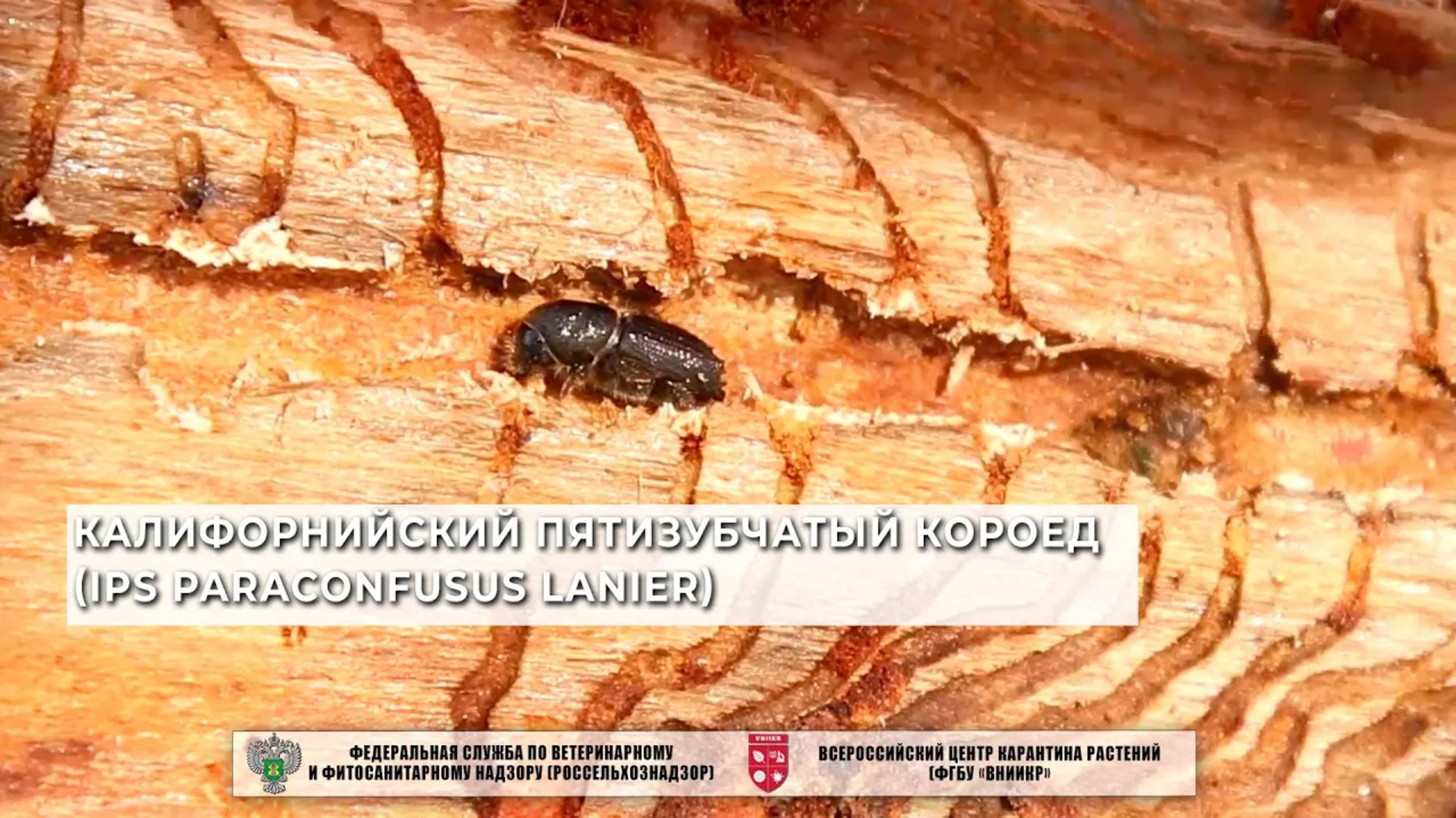 Калифорнийский пятизубчатый короед (Ips paraconfusus Lanier)