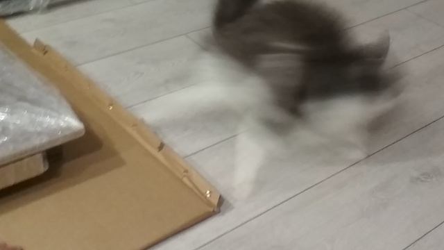 Где коробки-там и Муся!