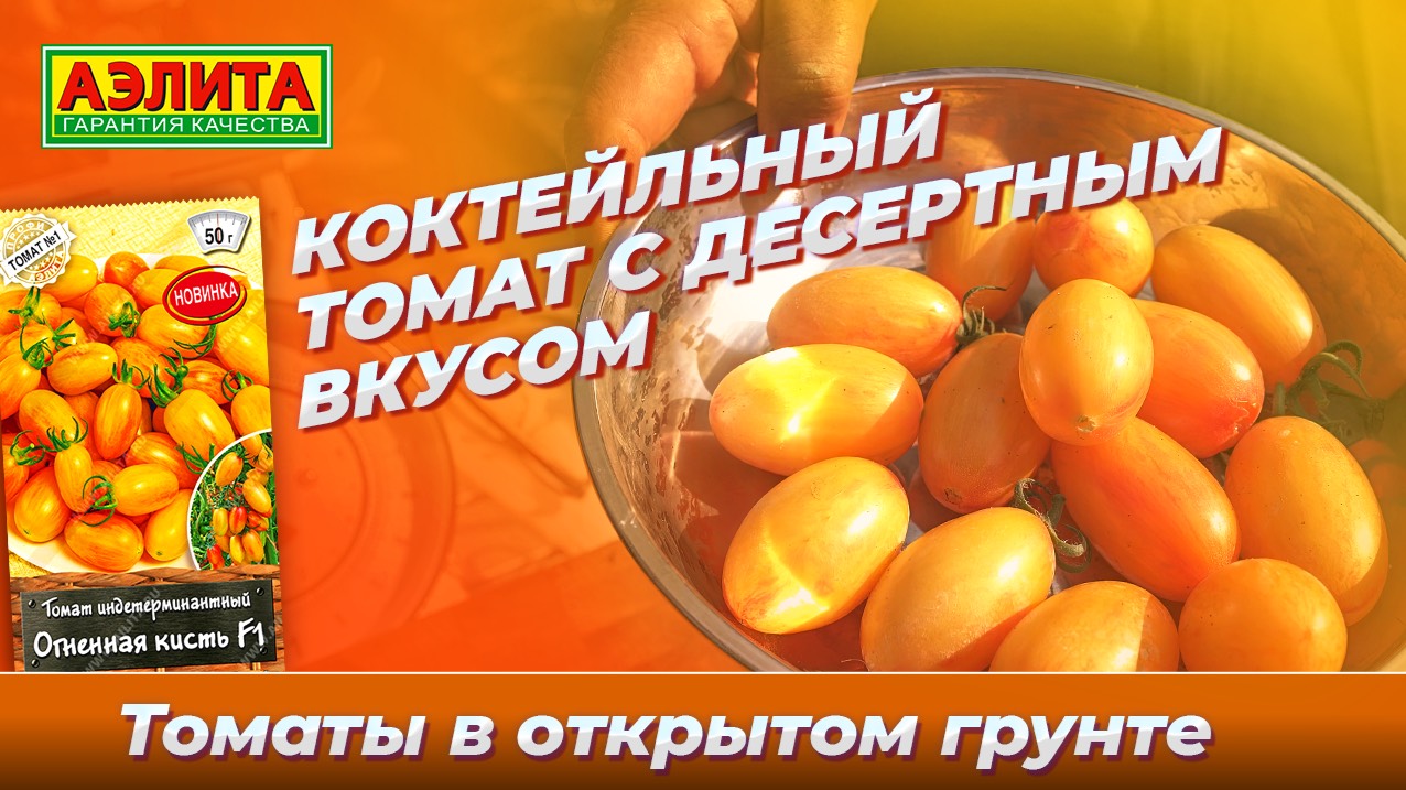 Очень красивый коктейльный томат ОГНЕННАЯ КИСТЬ F1 в ОТКРЫТОМ ГРУНТЕ