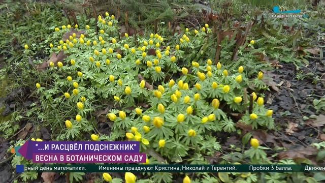 В Ботаническом саду БИН РАН появились первоцветы