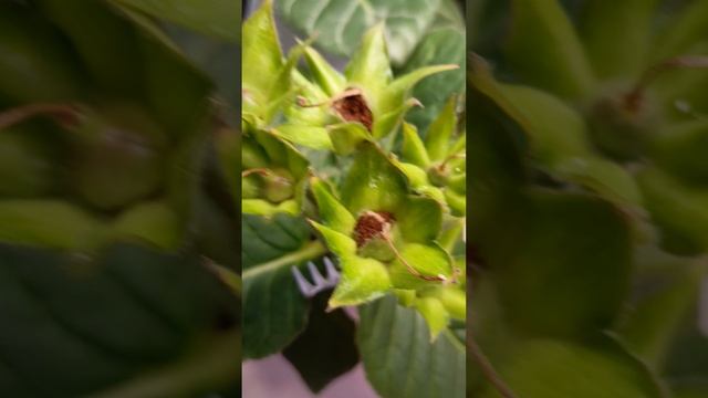 ходила ходила и обнаружила вот такую красоту 🤗🌸💗#селекция #глоксинии