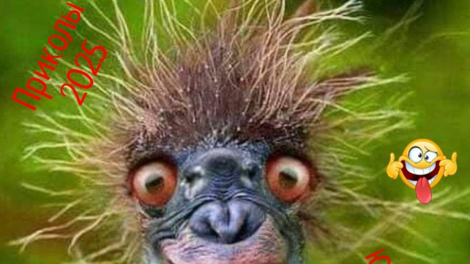 СМЕШНЫЕ ПРИКОЛЫ С ЖИВОТНЫМИ с озвучкой 2025 лучшие видео приколы